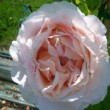 Rose 'André Le Nôtre' 