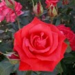Rosier 'Felicité Kendal' ® dans un jardin