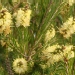 Callistemon sieberi 'Widdicomb Gem'