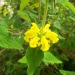 Phlomis fruticosa