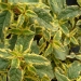 Salvia officinalis 'Aurea'